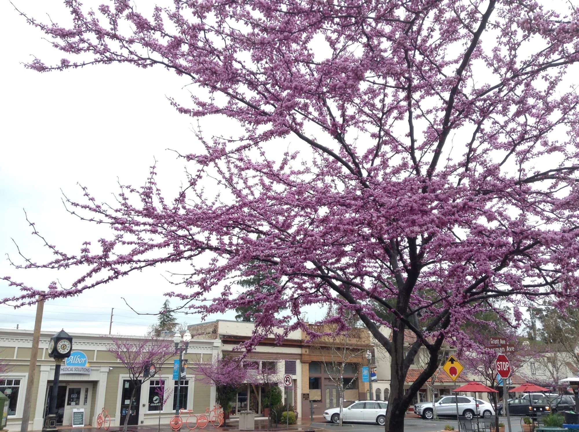 Cherry blossoms and storefronts along Grant Avenue in downtown Novato