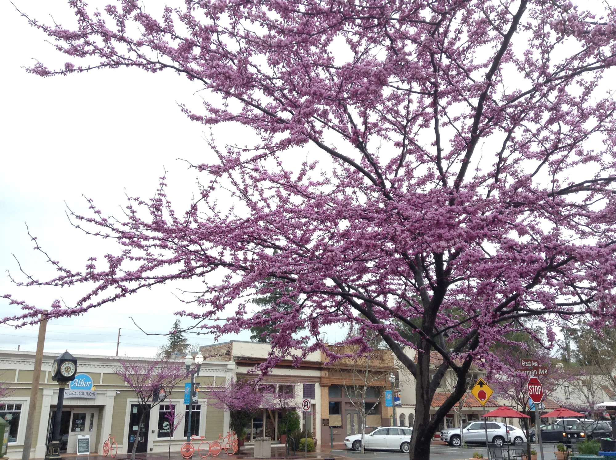 Cherry blossoms and storefronts along Grant Avenue in downtown Novato, California